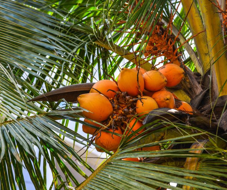 Virgin Coconut Oil