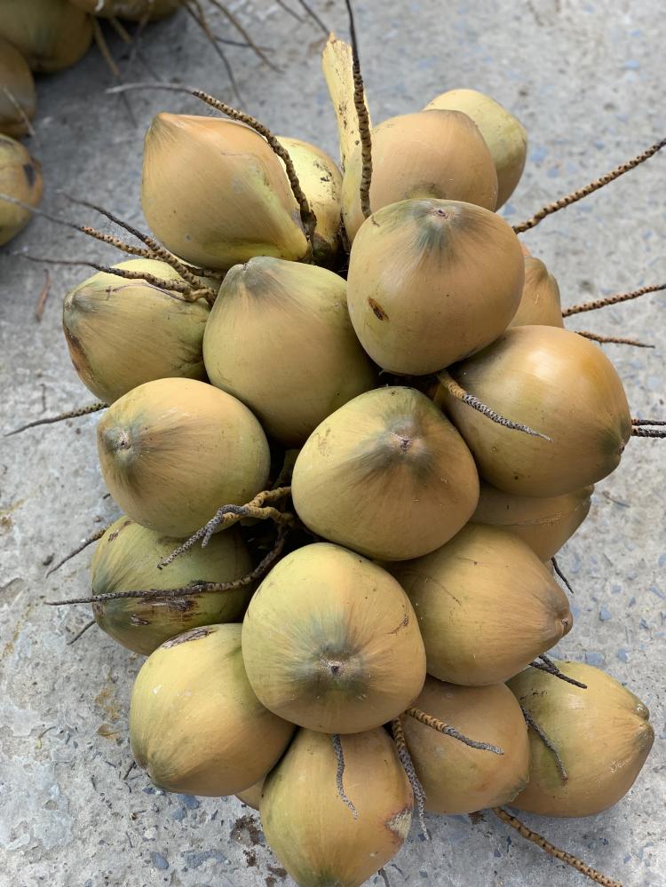 Virgin Coconut Oil