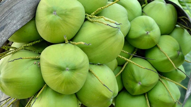 Virgin Coconut Oil