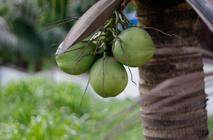 Virgin Coconut Oil